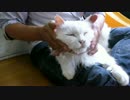 【保護猫】僕と契約して飼い主になってよ。【コットン君編】