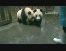 2015年6月20日中継のハイライト 飼育員さんは星語（シンユゥ）を青い籠に入れて運ぼうとしたが、つまづいてしまった。