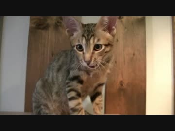 【ティガロビ生活記】キャットウォーク増設！/ロビン魚に興味を持つ