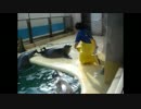 【魚津水族館】ミミさんに噛まれるまちこさん【ゴマフアザラシ】