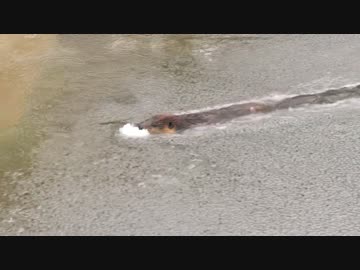 雪を集めるアメリカビーバー