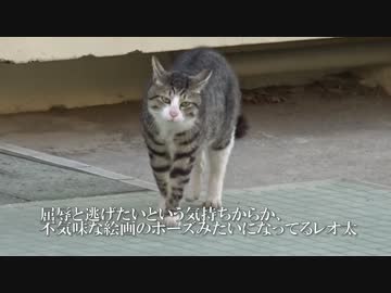 百戦錬磨のメス猫、若きオス猫のωを委縮させる