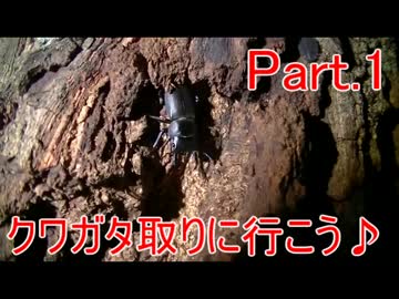 クワガタ取りに行こう♪　part.1