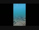 GCXA1水中撮影テスト
