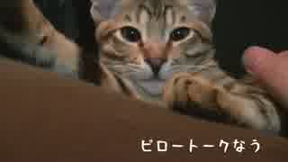 【ティガーの生活記】猫とピロートークを繰り広げる