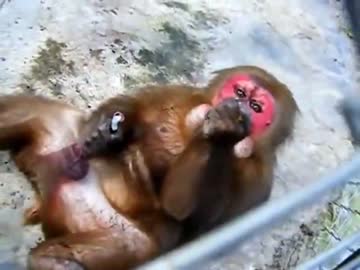 ナメクジを召喚した淫夢くん亜種UC