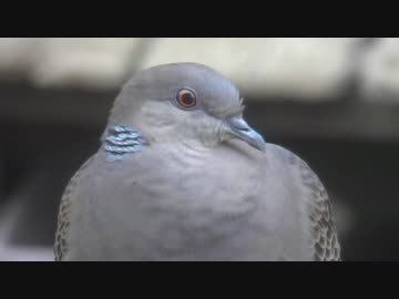 ハト
