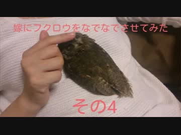 嫁にフクロウをなでなでさせてみた　その4
