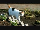 きままな三毛猫