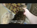 とある田舎の猫事情　～キジトラ１号、生存確認と同時にモフりを許す～