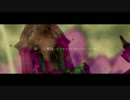 ニオイアラセイトウ　 / PARFUM,迷海月,ragd　