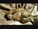 【デグー】日なたの布団を占拠する小動物