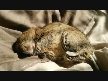 【デグー】日なたの布団を占拠する小動物