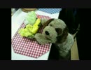 色々と、やっつけな僕がLIVE for LIFE ～狼たちの夜～を歌ってみた