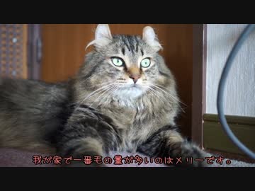 【#436】 メリーの毛　【猫万歳】