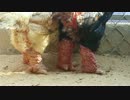 Gà Đông Tảo 「ドンタオ鶏」