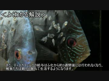 ゆっくり動物雑学「体表の粘膜を…」