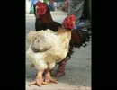 【閲覧注意】恐竜の様な足を持つベトナム産の鶏