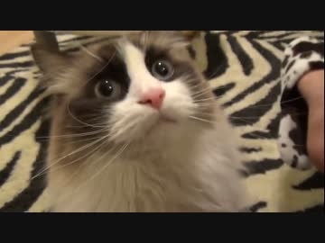 ラグドールのレオ　Vol81 おもらしの証拠を隠滅したい猫