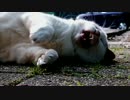 おしゃべり猫がおくれて出てきた