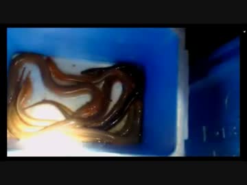 【2015/06/25】田園に潜むタウナギを釣る