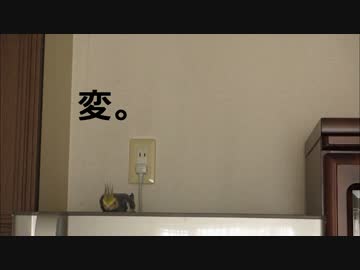 ビビって身を屈めるオカメインコ