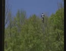 世界初　トリプルバックフリップ