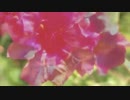 【ＩＡ】カバー　白粉花人形　本人の声マネ版