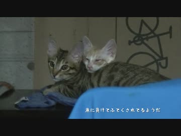 【ティガロビ生活記】ロビン、熱帯魚に完全敗北する