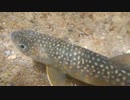 イワナが食べたくなって・・・テンカラ編