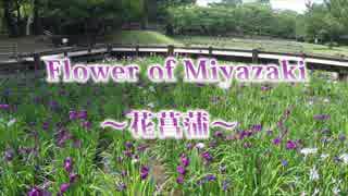 Flower of Miyazaki ～花菖蒲～