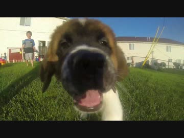 カメラを追いかけてくる子犬（セント・バーナード）