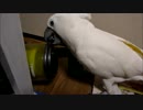 いたずらオウム：ヤキイレ中