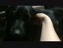 耳マッサージで感極まる犬