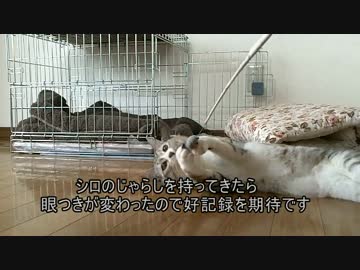 トラのジャンプ力