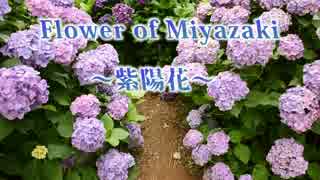 Flower of Miyazaki～紫陽花～