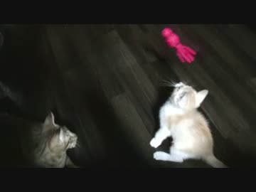 【ティガロビ生活記】タコに踊らされる猫たち