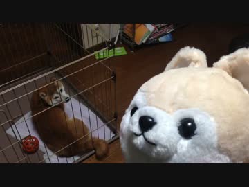 シバイヌVS柴犬