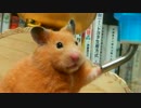 【第67回】 キンクマハムスター「ひま」、チラ見と水とフリーズ