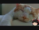 【心霊ちょっといい話part1】その11　アンディ・フグと息子