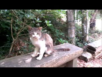 田代島いってきた（通称ねこ島）宮城県