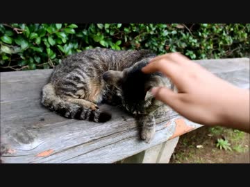 稲毛海浜公園のにゃんこと浅間神社と飛行機博物館 猫と神社とお寺のブログ ブロマガ