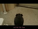 【チンチラ】wasabiのとことこ＆父の日