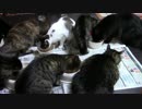 こんしゅうのおやつ【蒼民家の猫々】