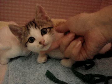 さばとらにゃん