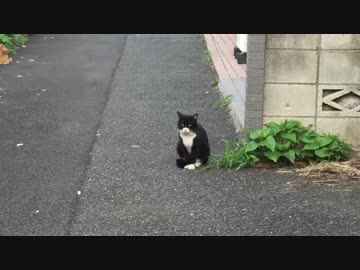 【公園猫戦争】公園場外戦…老猫VS新たなる猫VSお客さん