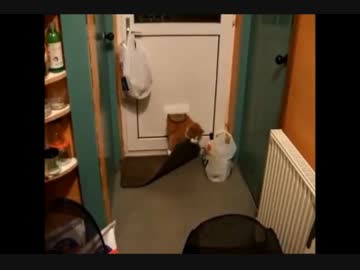 ネコが玄関の郵便受けから入ってくる