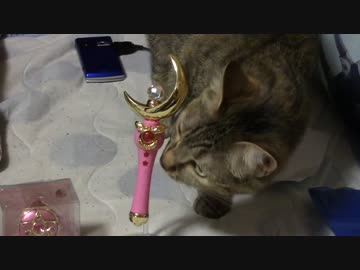 拾いねこ＠生後1091/1058日目　セーラーグッズで変身を試みる月音さん