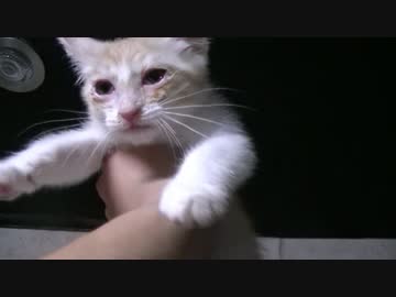 【ティガロビ生活記】ダンボールに命を懸ける猫たち