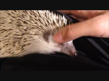 ハリネズミをモフるだけの動画